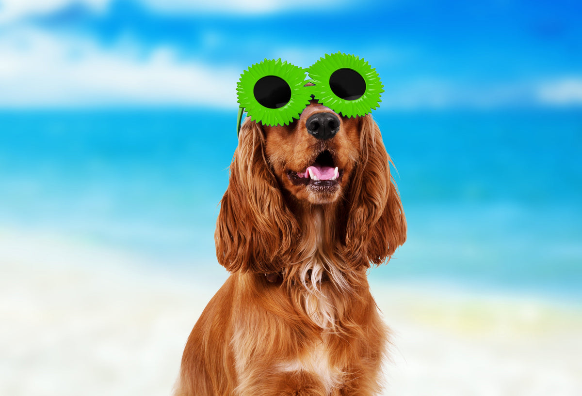 Vacanze con il cane: come aiutarlo a gestire i cambiamenti di routine
