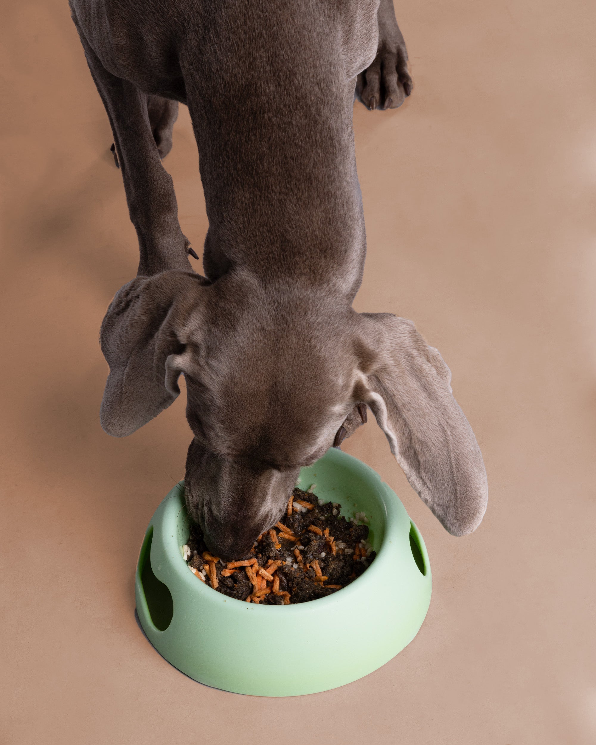 Pasto Completo - Dr. Woof