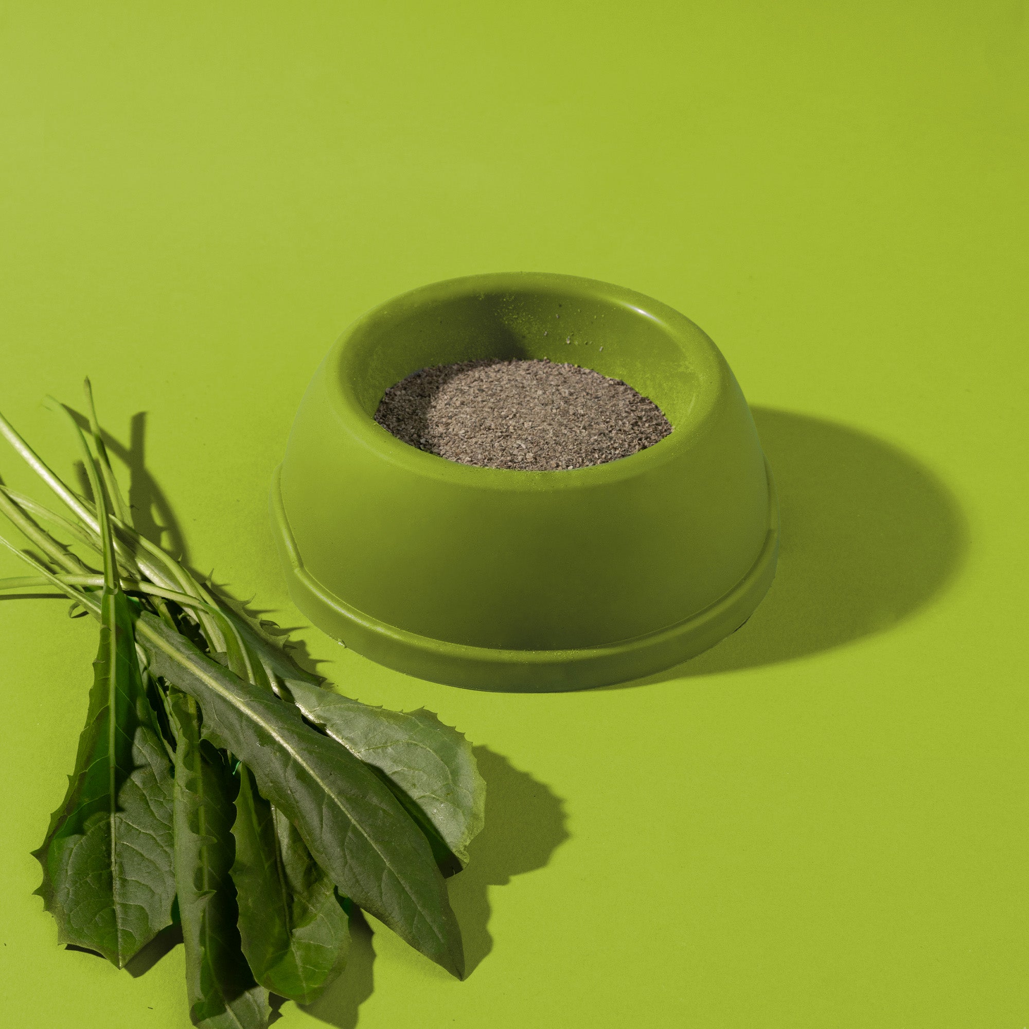 Dehydrated Chicory Powder